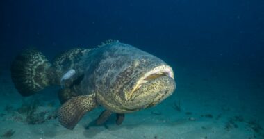 St. Pete man charged after harvesting goliath grouper