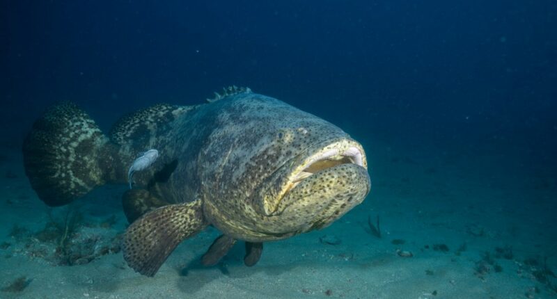 St. Pete man charged after harvesting goliath grouper