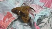 Scorpion on clothing.