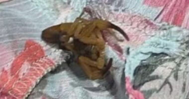 Scorpion on clothing.