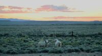 Stunning Wyoming ranch bigger than NYC up for sale