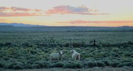 Stunning Wyoming ranch bigger than NYC up for sale