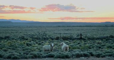 Stunning Wyoming ranch bigger than NYC up for sale