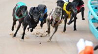 Greyhound racing