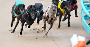 Greyhound racing