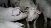 Terrified piglets hit in face and kicked across floor in farm scandal