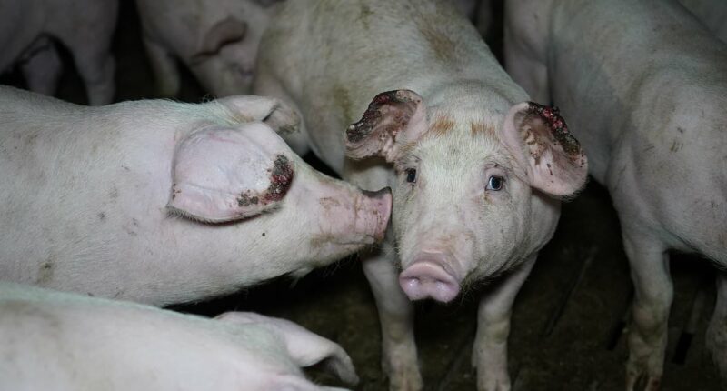 Terrified piglets hit in face and kicked across floor in farm scandal