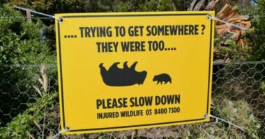 The bizarre vile act alleged wombat killer is accused of carrying out