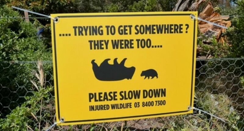 The bizarre vile act alleged wombat killer is accused of carrying out