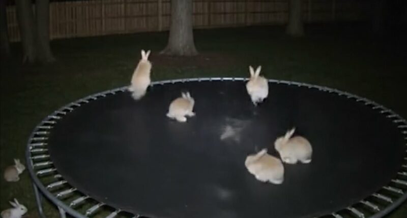 The clues that prove bunnies on a trampoline video is AI-generated