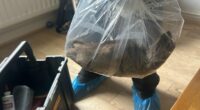 The town infested with 22-inch rats where not even loos are safe