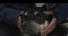 Thunder the Therapy Dog