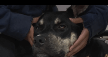 Thunder the Therapy Dog