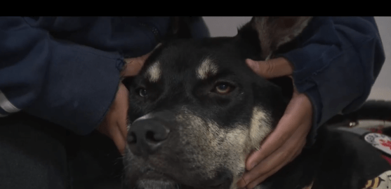 Thunder the Therapy Dog