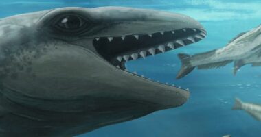 This prehistoric whale had razor teeth, bulging eyes and a face only evolution could love
