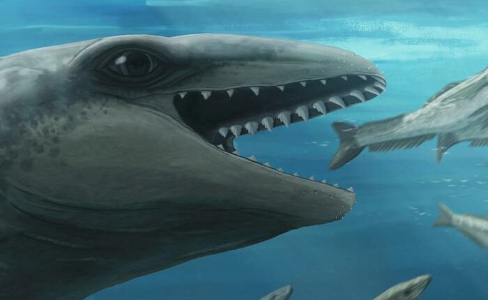 This prehistoric whale had razor teeth, bulging eyes and a face only evolution could love