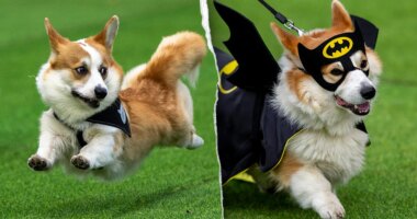 Thousands attend corgi competition featuring 120 teams from across Europe: 'He's really proud'