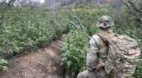 Thousands of illegal hidden marijuana plants removed from national park along with gun, dangerous chemicals