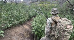 Thousands of illegal hidden marijuana plants removed from national park along with gun, dangerous chemicals