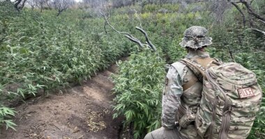 Thousands of illegal hidden marijuana plants removed from national park along with gun, dangerous chemicals