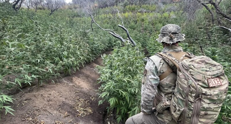 Thousands of illegal hidden marijuana plants removed from national park along with gun, dangerous chemicals