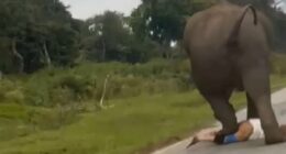 Tourist is trampled by elephant 'after trying to take a selfie'