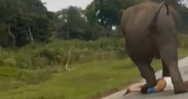 Tourist is trampled by elephant 'after trying to take a selfie'