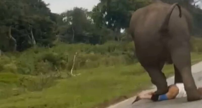 Tourist is trampled by elephant 'after trying to take a selfie'