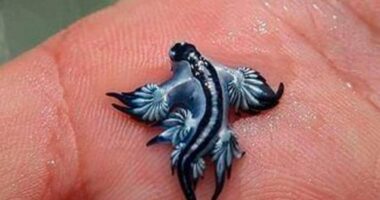 Photo of a blue dragon sea slug on a hand.