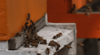U.S. Honeybees see increased losses amid environmental changes