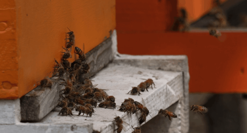 U.S. Honeybees see increased losses amid environmental changes
