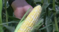 USDA expecting record corn crop: What does it mean for farmers?