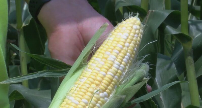 USDA expecting record corn crop: What does it mean for farmers?