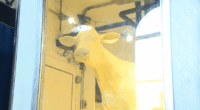 Udderly fantastic: Illinois unveils 2025 butter cow