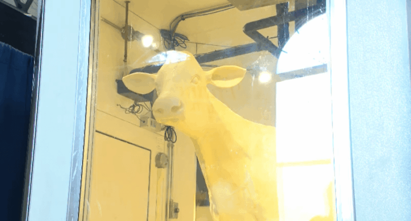 Udderly fantastic: Illinois unveils 2025 butter cow