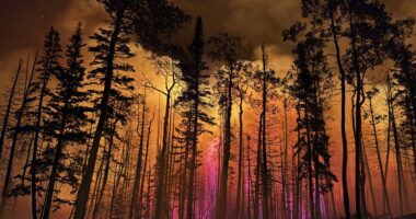 Utah governor declares state of emergency as wildfires rapidly spread