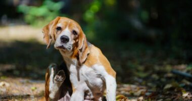Vet warns dog owners ear scratching could be 'early warning sign'