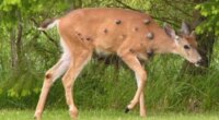 Viral photos of deer with strange warts follow 'Frankenstein' rabbit, squirrel sightings
