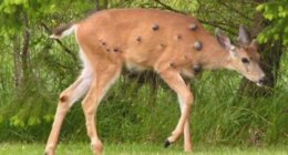 Viral photos of deer with strange warts follow 'Frankenstein' rabbit, squirrel sightings