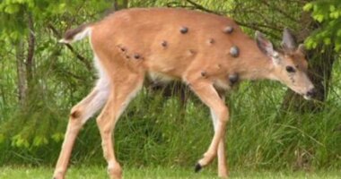 Viral photos of deer with strange warts follow 'Frankenstein' rabbit, squirrel sightings