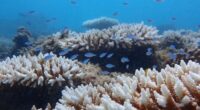 A prolonged marine heatwave has caused the worst coral bleaching event on record for Western Australia, according to a new scientific report.