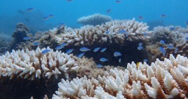 A prolonged marine heatwave has caused the worst coral bleaching event on record for Western Australia, according to a new scientific report.