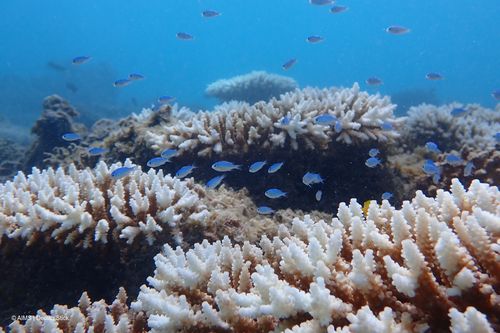 A prolonged marine heatwave has caused the worst coral bleaching event on record for Western Australia, according to a new scientific report.
