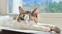 Warning for cat owners who have this 'toxic' plant in their house