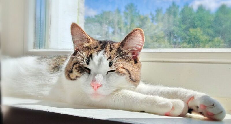 Warning for cat owners who have this 'toxic' plant in their house