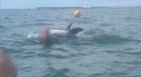 Warning to stay away from Dolphin over fears he could attack
