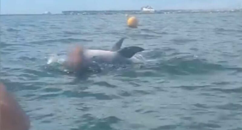 Warning to stay away from Dolphin over fears he could attack