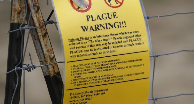 What still causes the plague in the US?