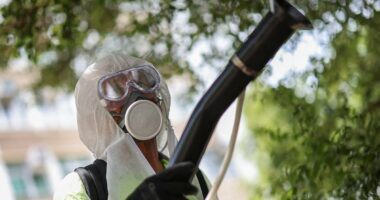 What to know about chikungunya virus... as China sees record cases