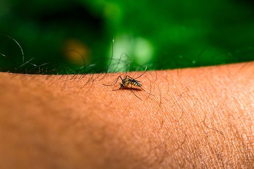 What you need to know about chikungunya, the virus now spreading in China